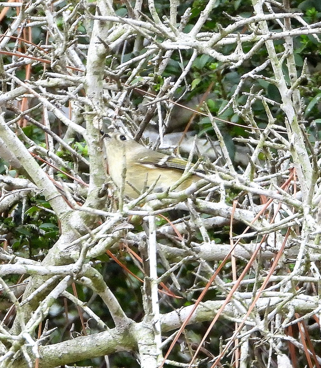 rubinfuglekonge - ML645077270