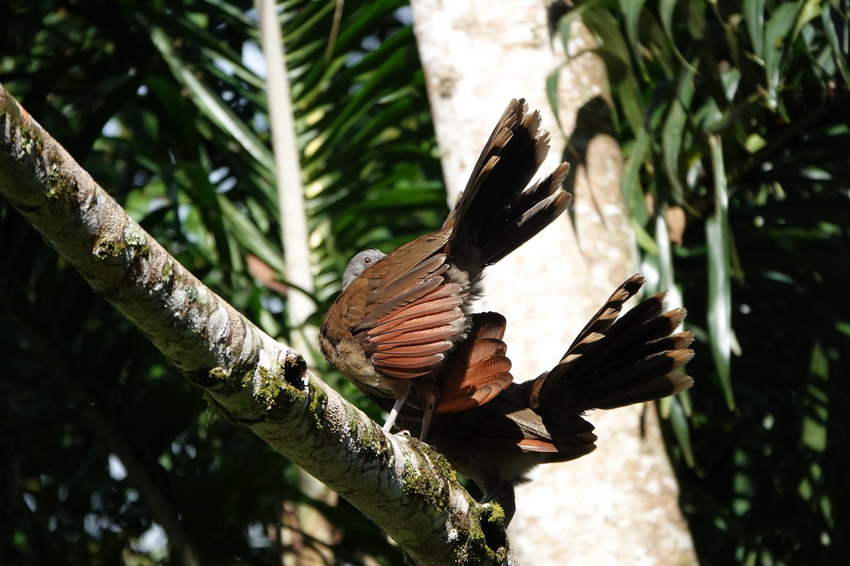 gråhodehokko - ML645077271