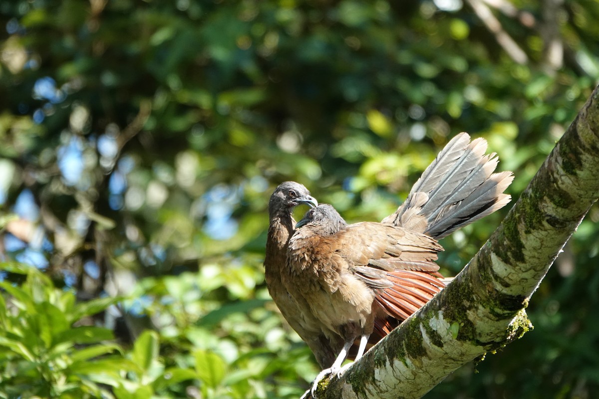 gråhodehokko - ML645077272