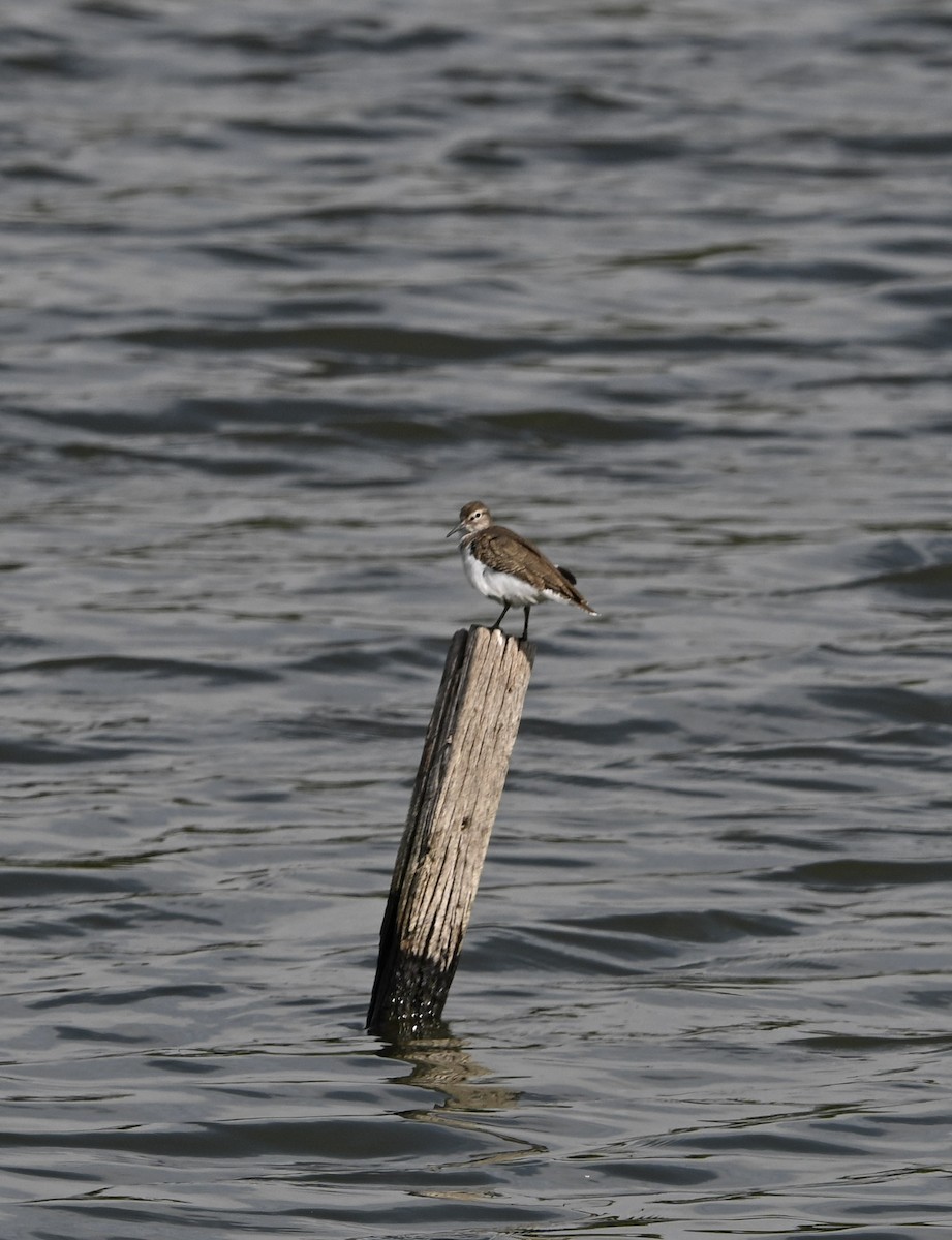 strandsnipe - ML645077273