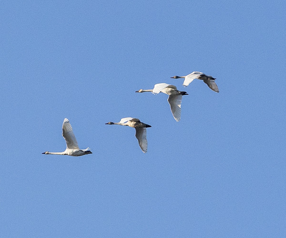 trompetsvane - ML645077278