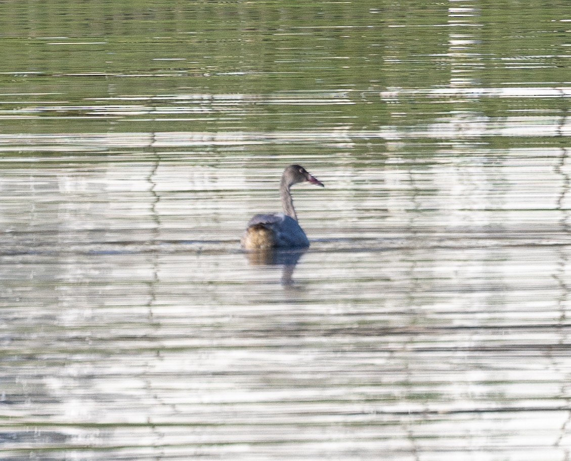 dvergsvane - ML645077280