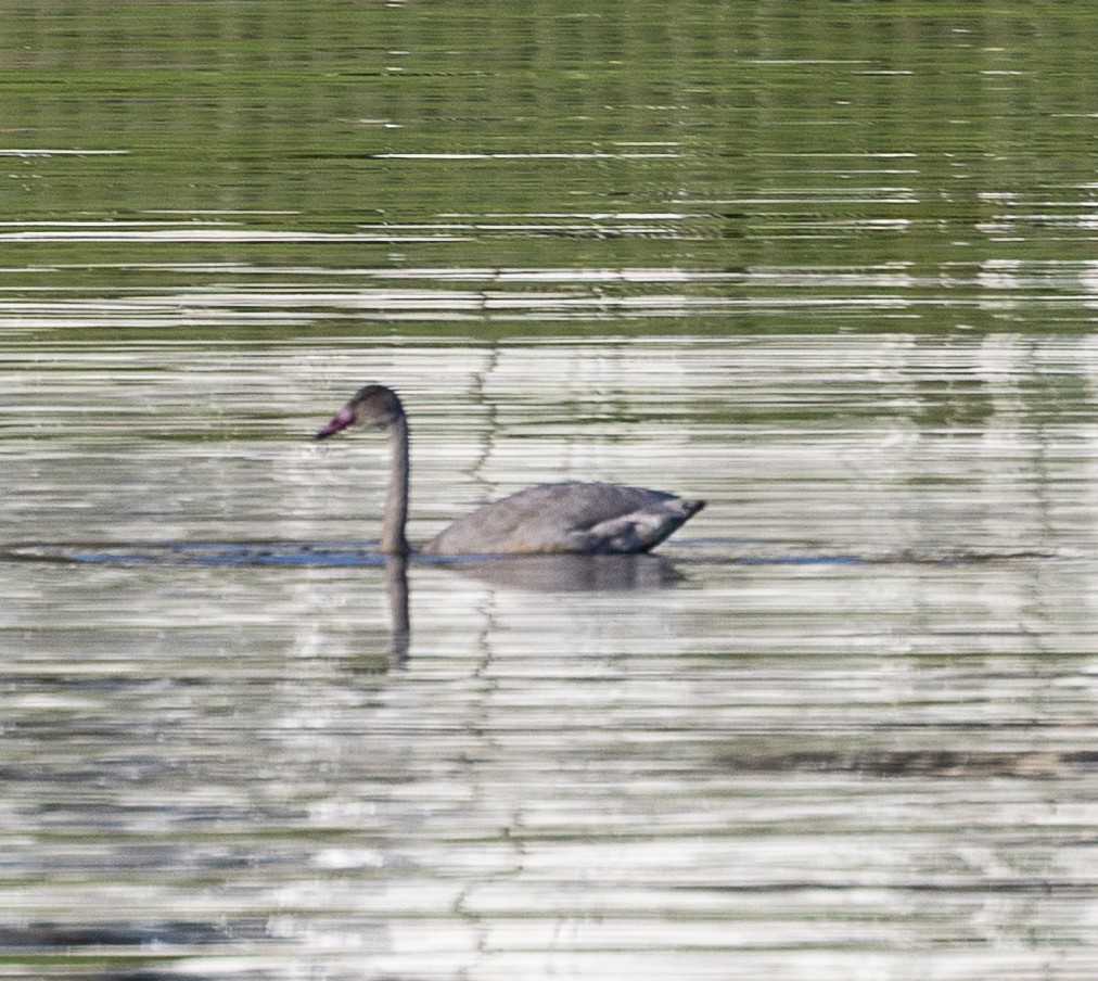 dvergsvane - ML645077281