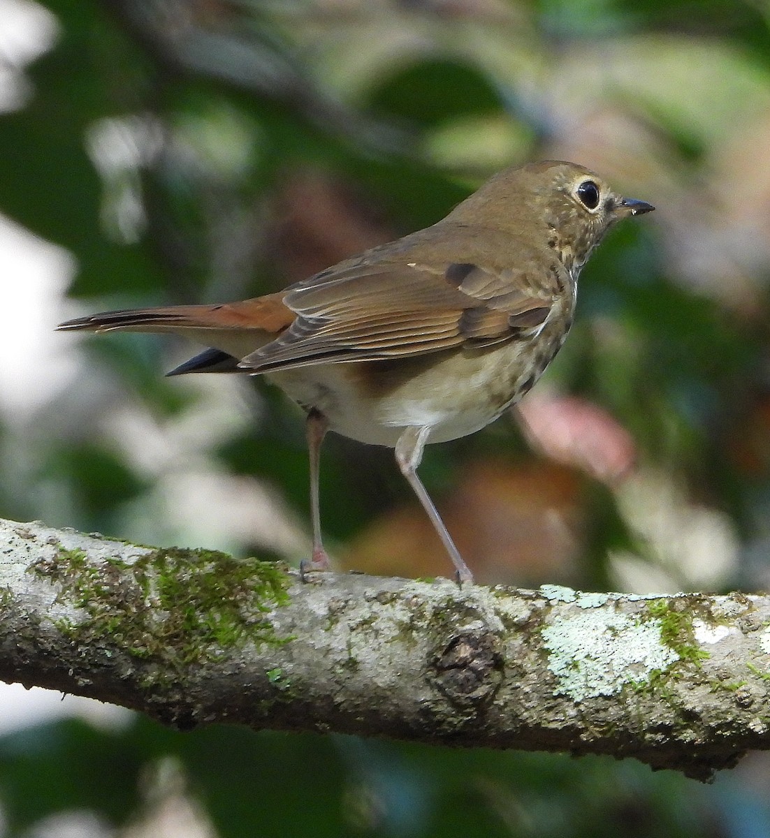 eremittskogtrost - ML645077283