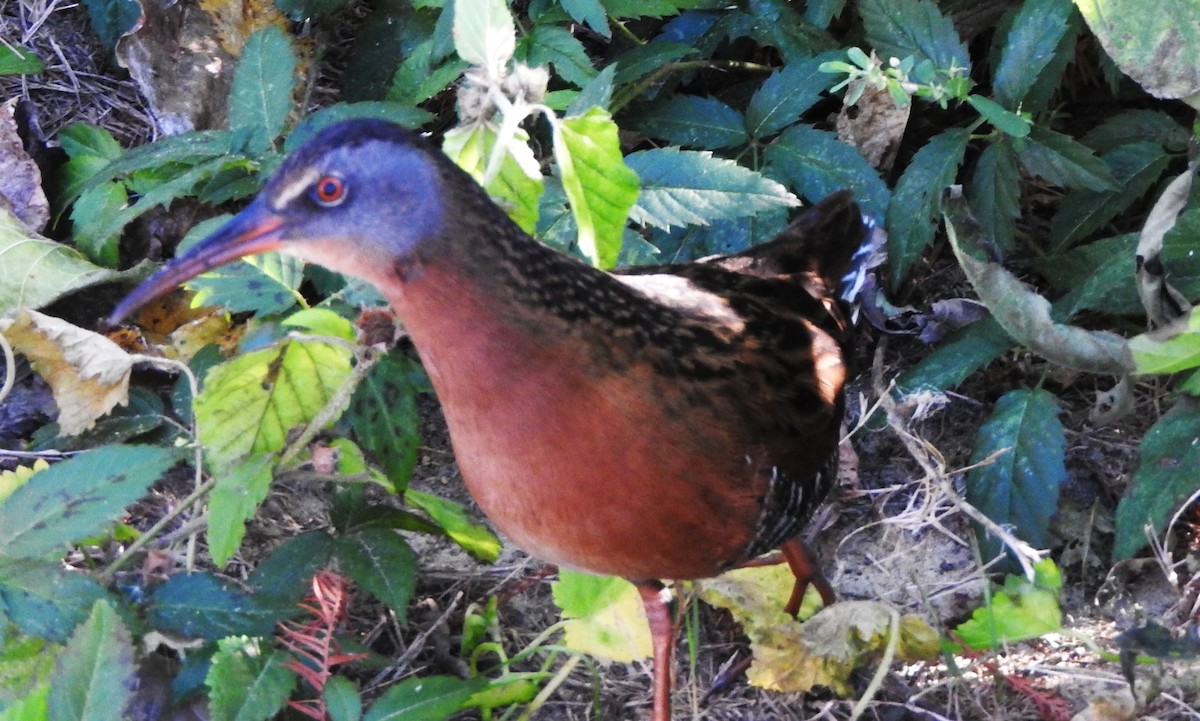 Пастушок віргінський - ML645077284