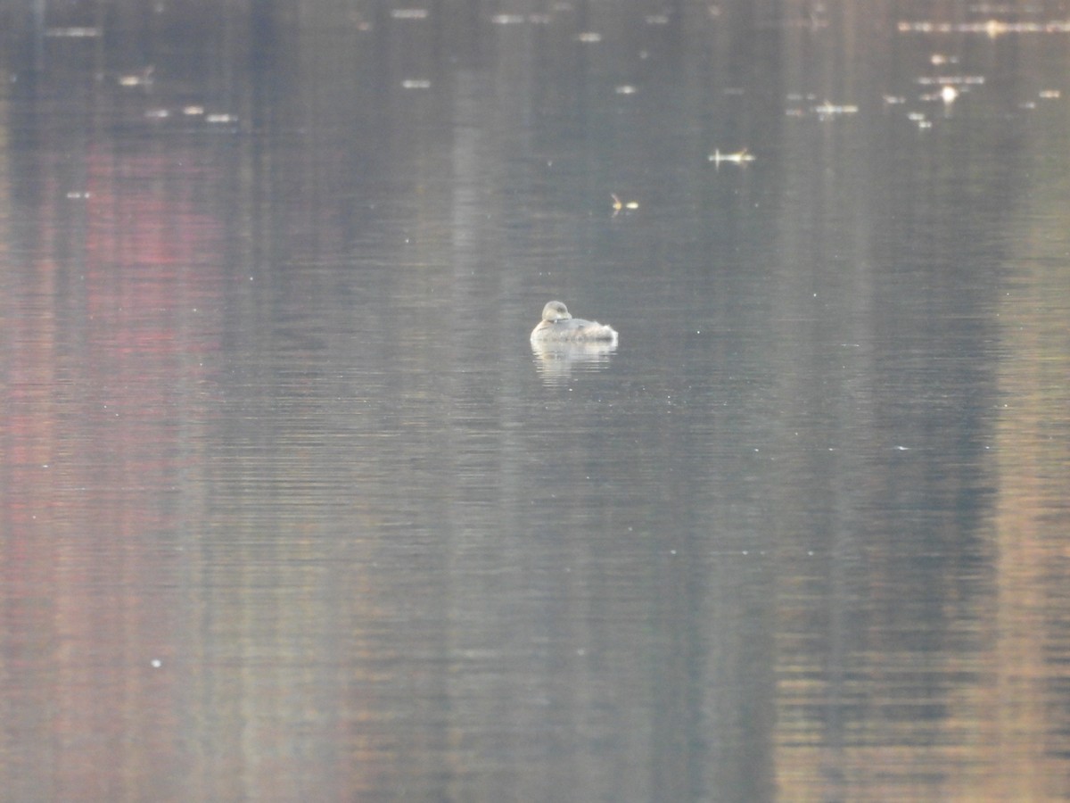 ringnebbdykker - ML645077287