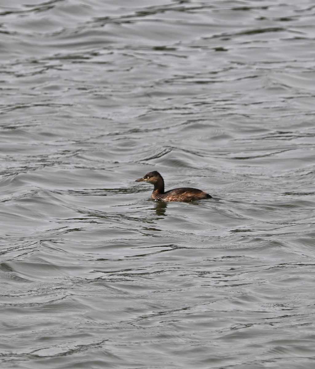 dvergdykker (ruficollis gr.) - ML645077288