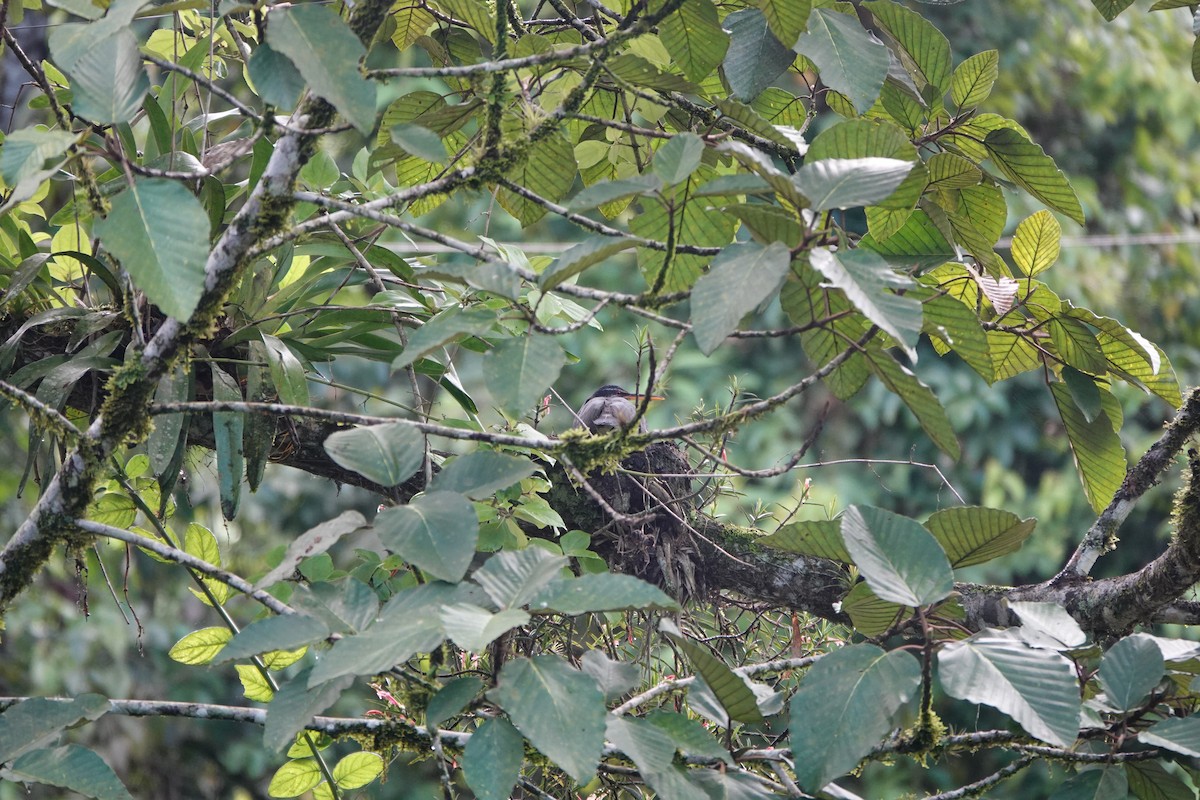 solrikse - ML645077289