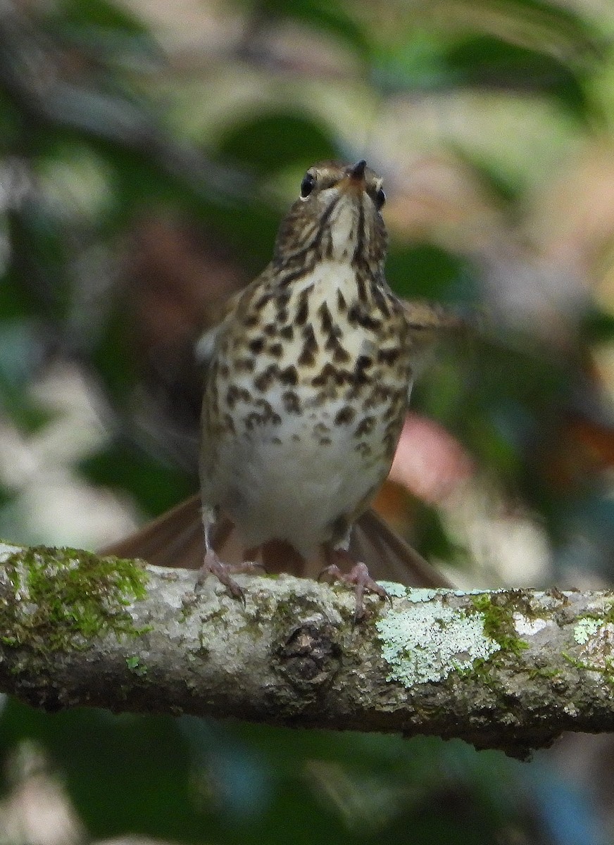 eremittskogtrost - ML645077292