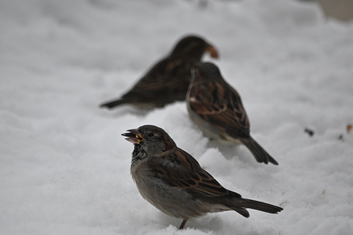 gråspurv - ML645077295