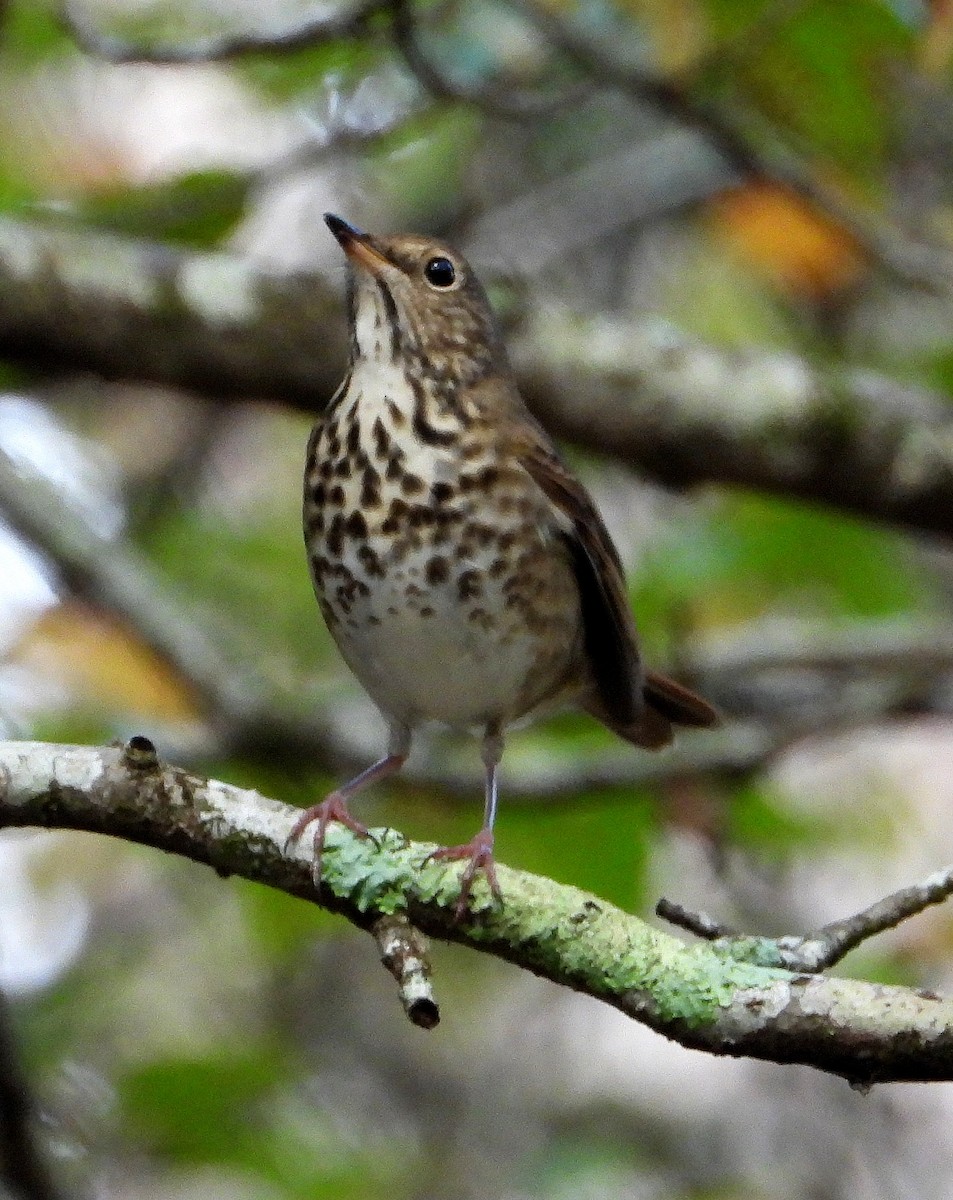 eremittskogtrost - ML645077297