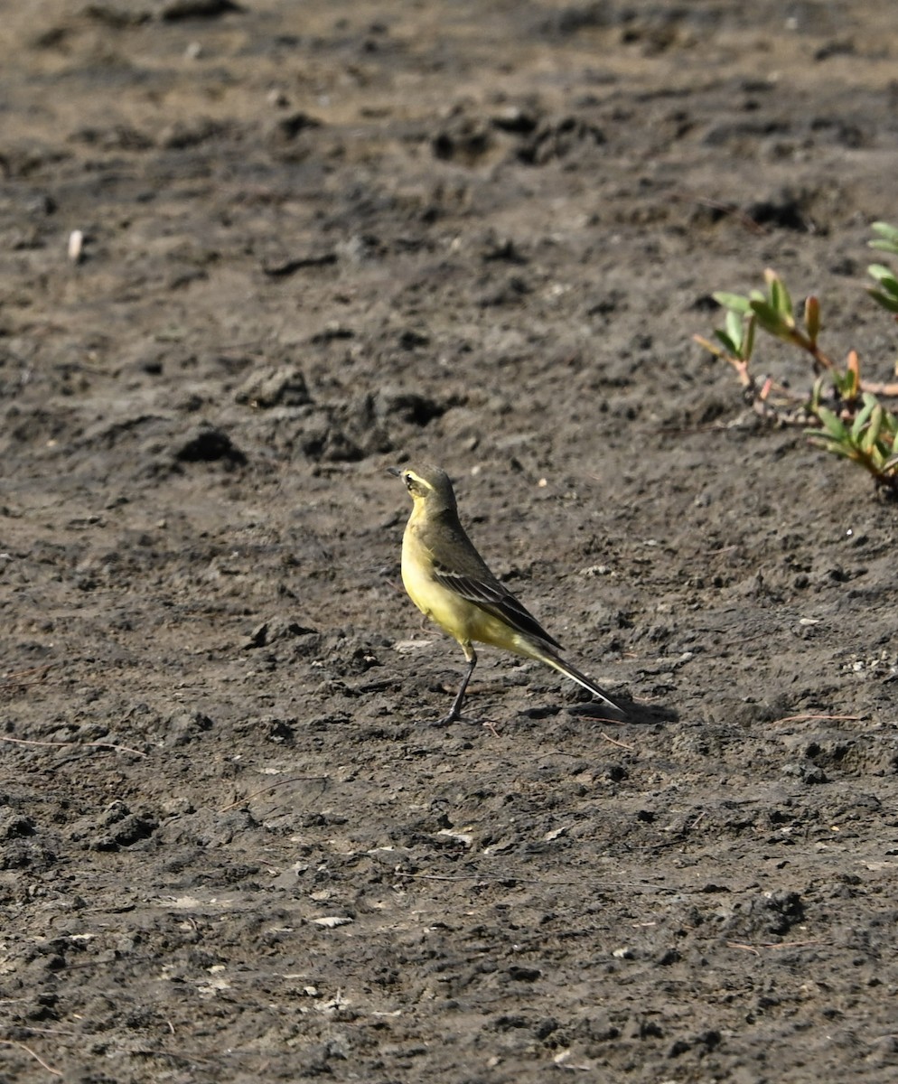 østgulerle - ML645077298