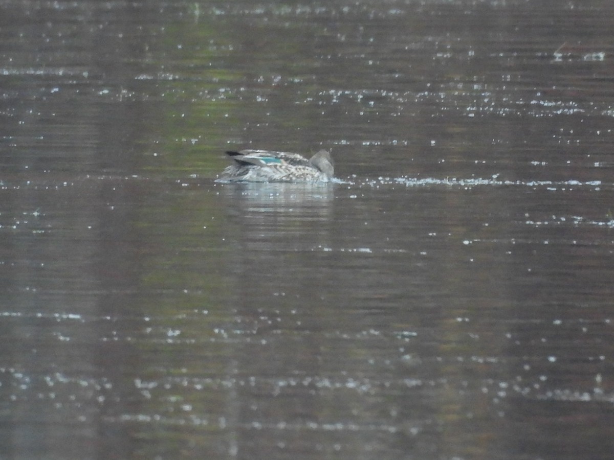 krikkand - ML645077299