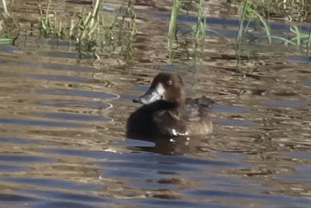 Greater Scaup - ML645077300
