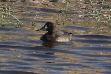 Greater Scaup - ML645077302