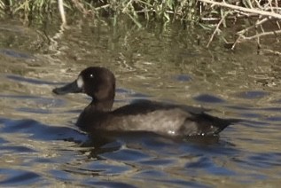 Greater Scaup - ML645077304