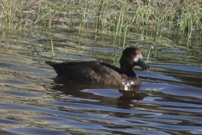 Greater Scaup - ML645077305