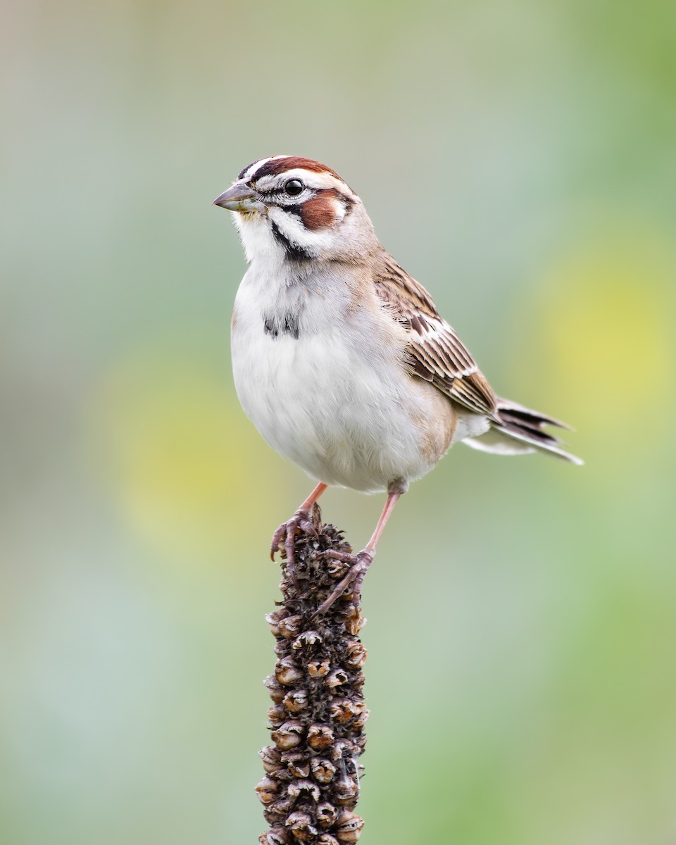 Lark Sparrow - ML645077316