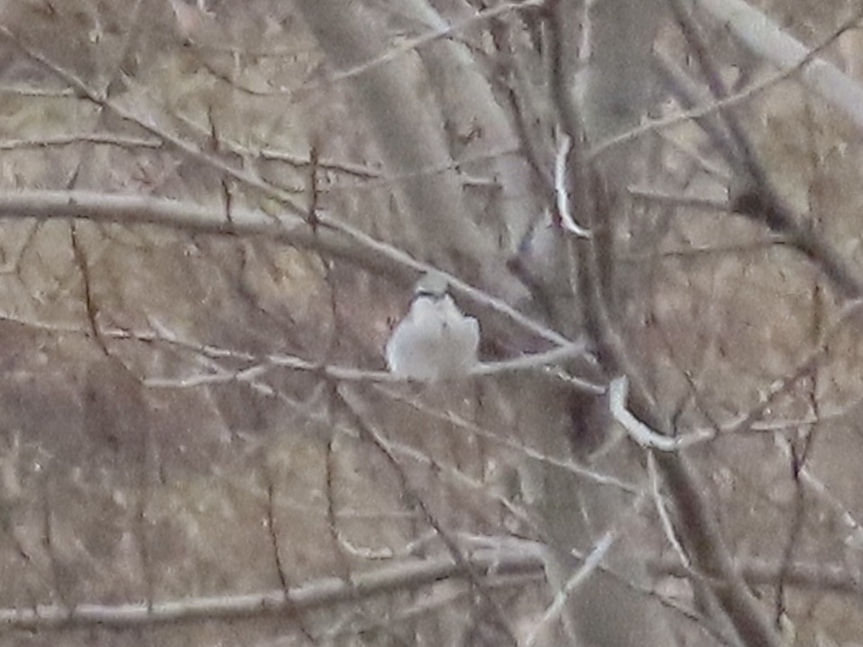 Alcaudón Boreal - ML645077320