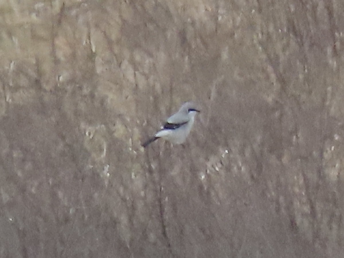 Alcaudón Boreal - ML645077321