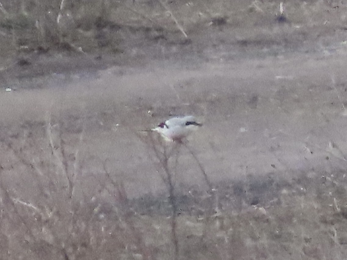 Alcaudón Boreal - ML645077322