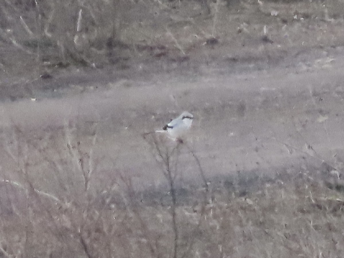 Alcaudón Boreal - ML645077323