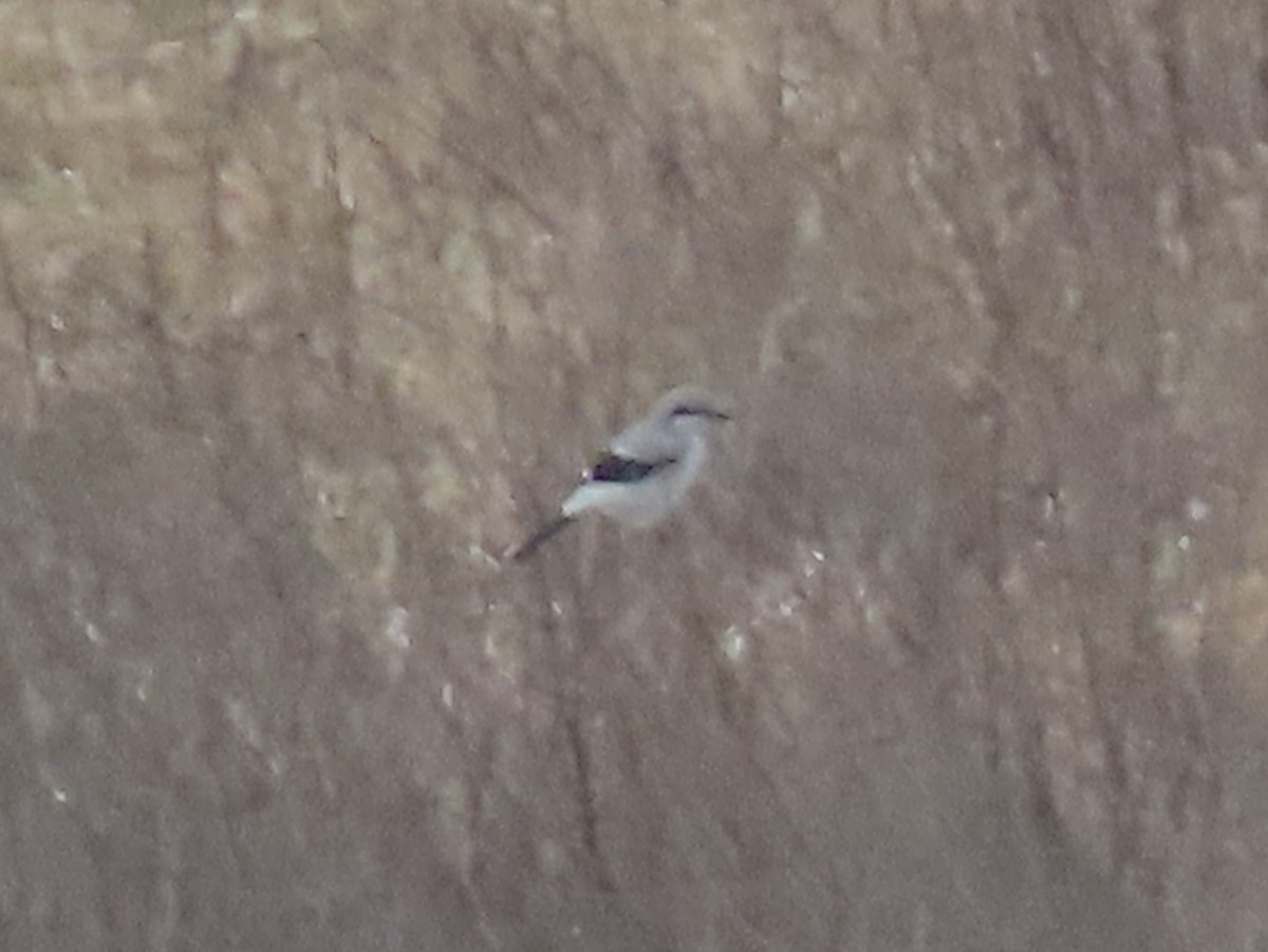 Alcaudón Boreal - ML645077324