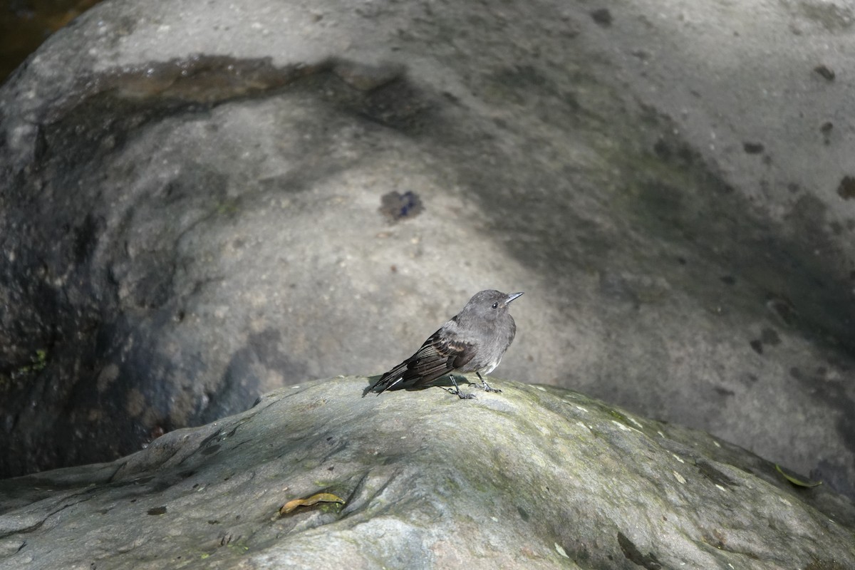 Black Phoebe - ML645077347