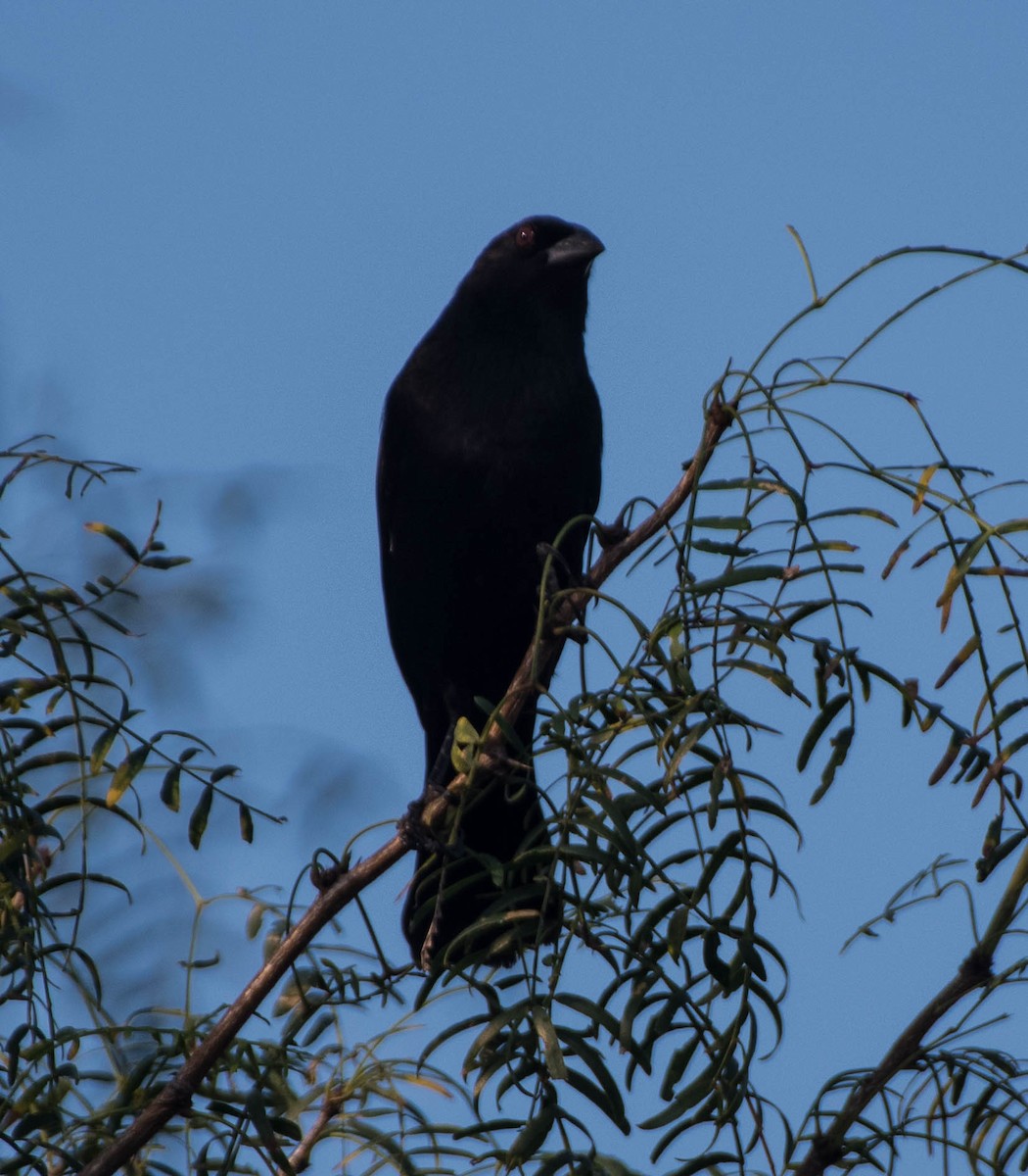 Bronzed Cowbird - ML645077362