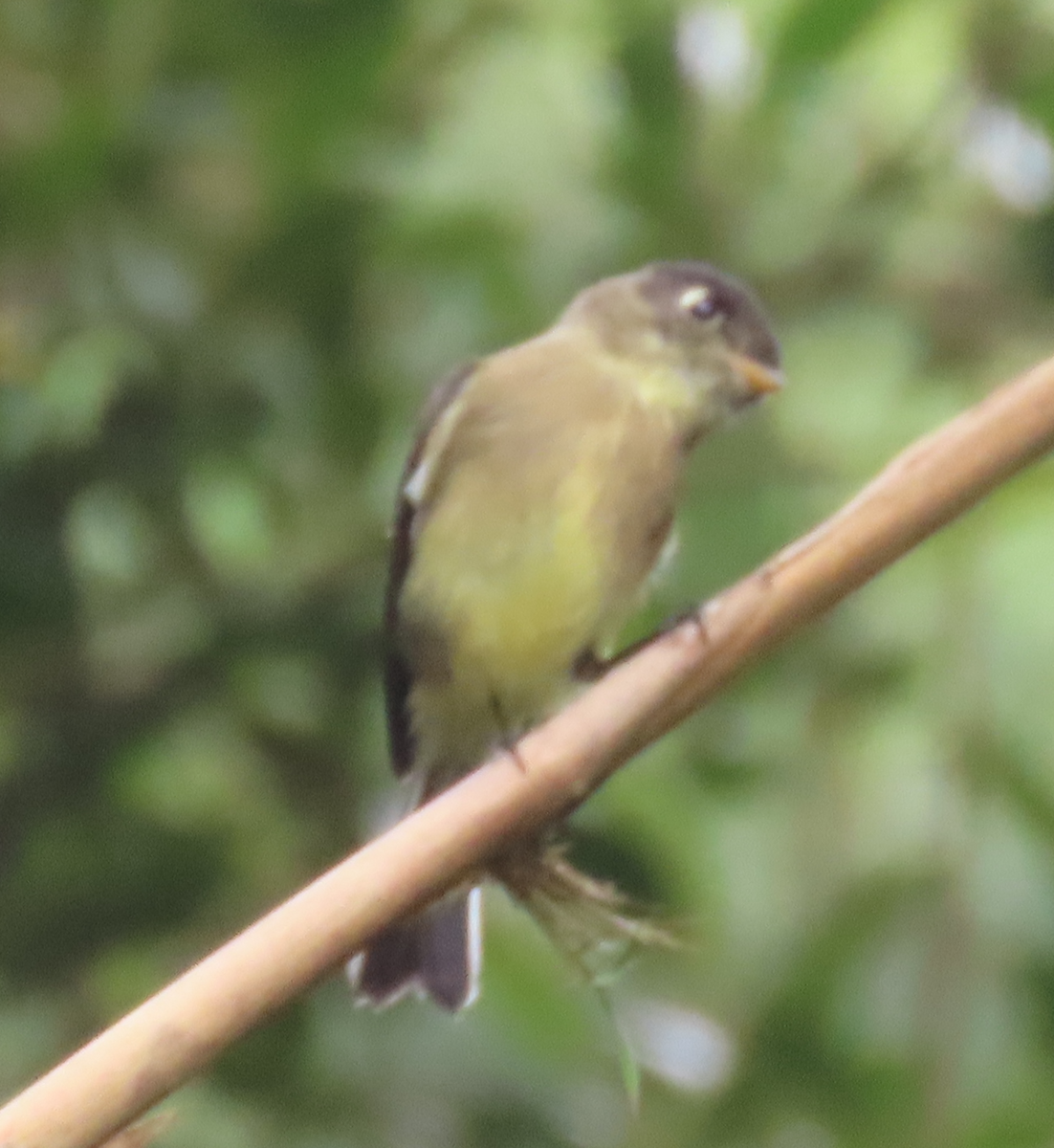 Black-capped Flycatcher - ML645077372