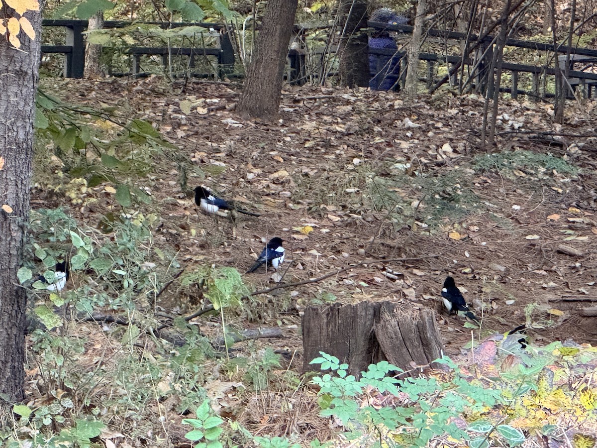 orientskjære - ML645077379