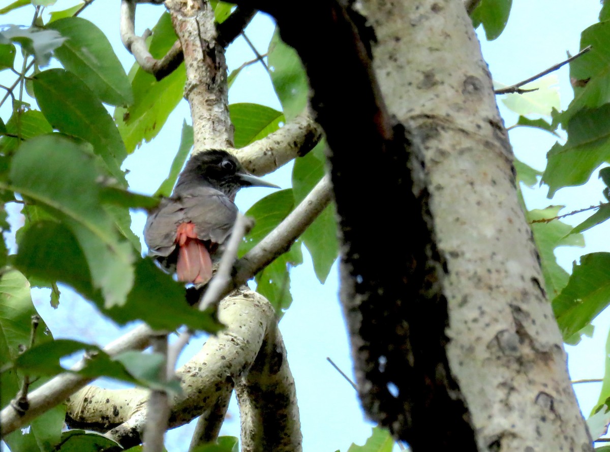 Maroon Oriole - ML645077380