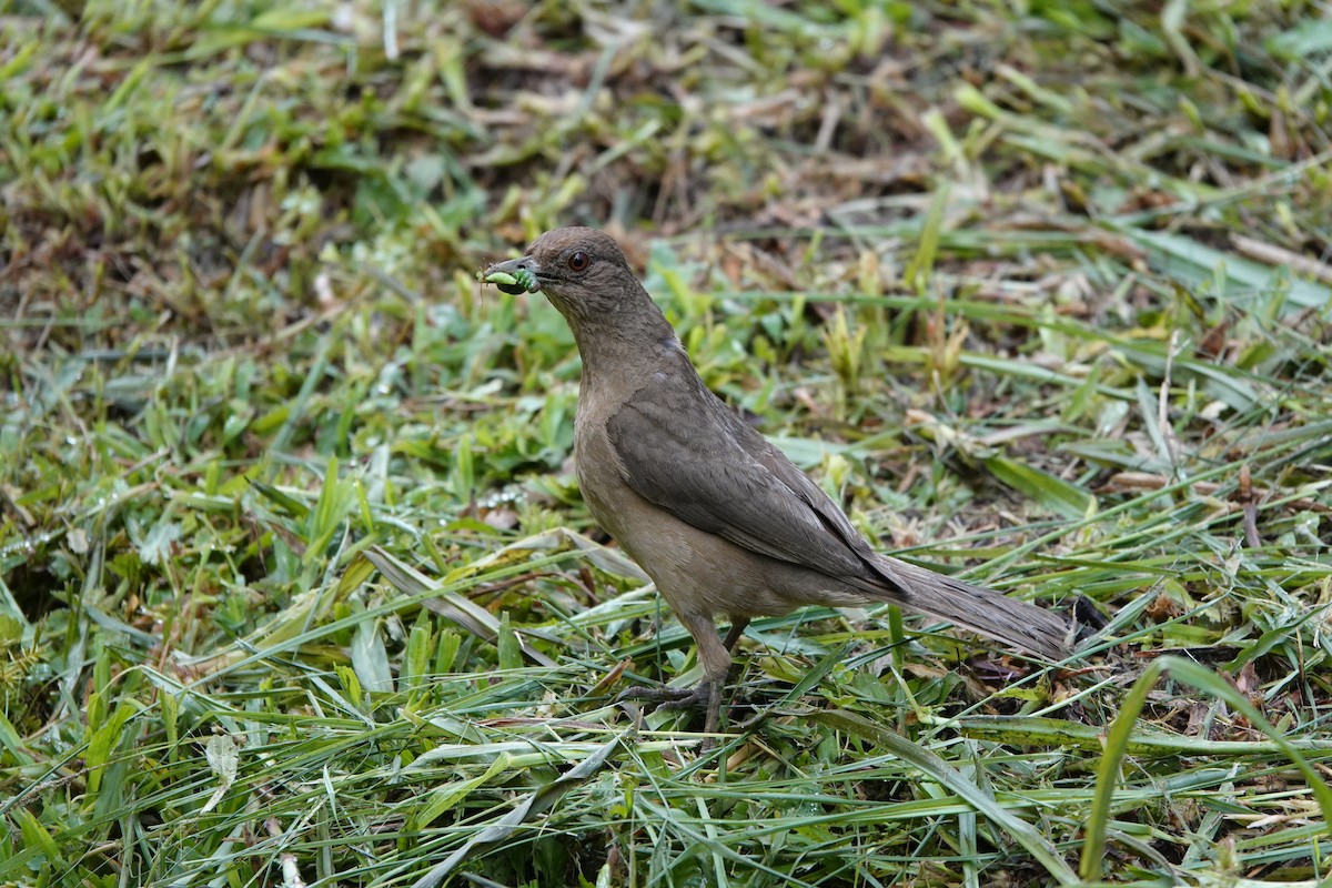 Merle fauve - ML645077385