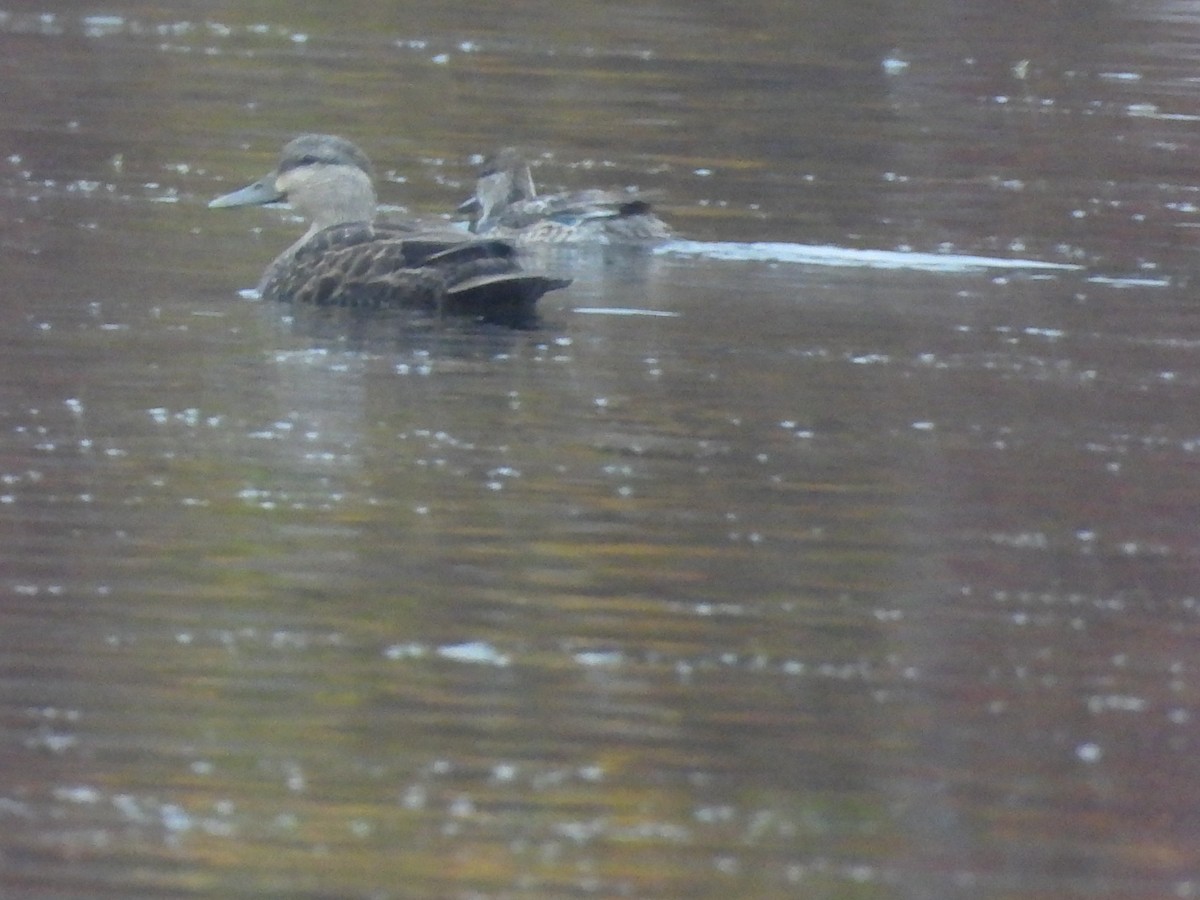 rødfotand - ML645077398