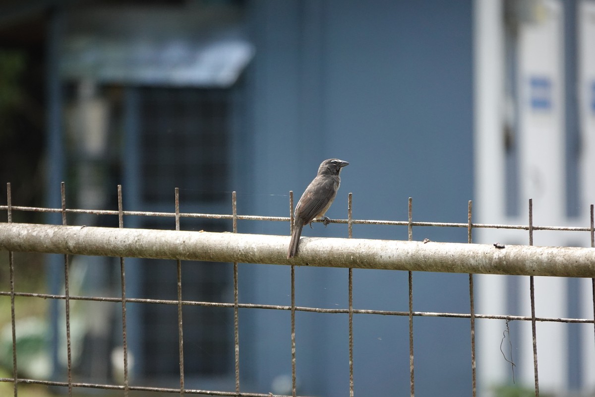 Cinnamon-bellied Saltator - ML645077438