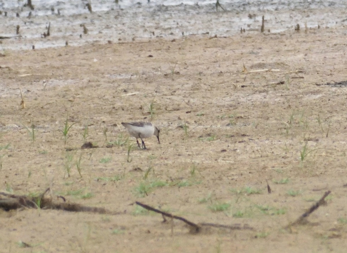 Semipalmated Sandpiper - ML645077441