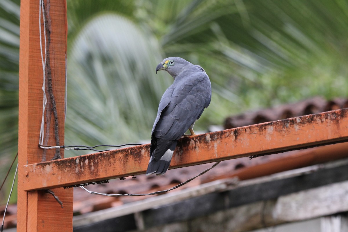 hákozobec neotropický - ML645077450