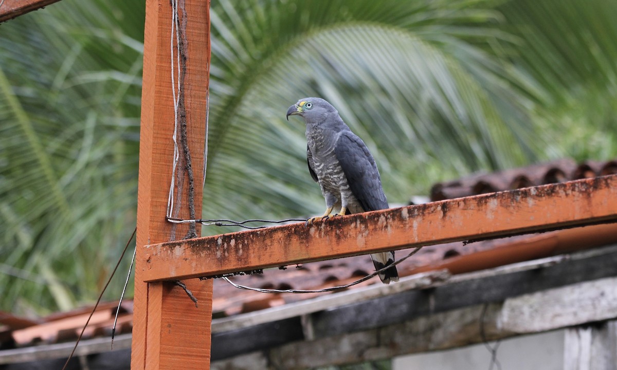 hákozobec neotropický - ML645077451