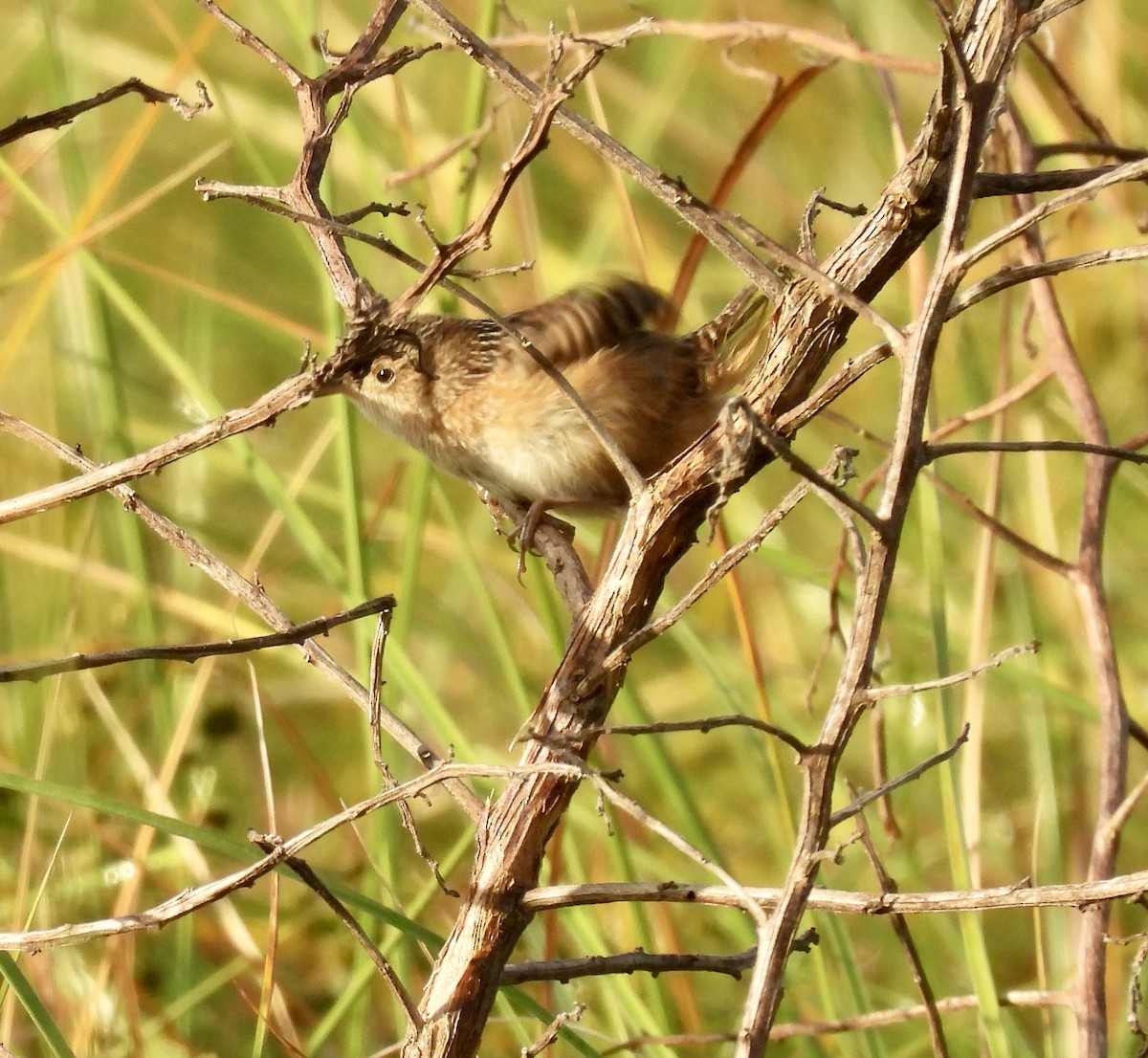 Sedge Wren - ML645077453