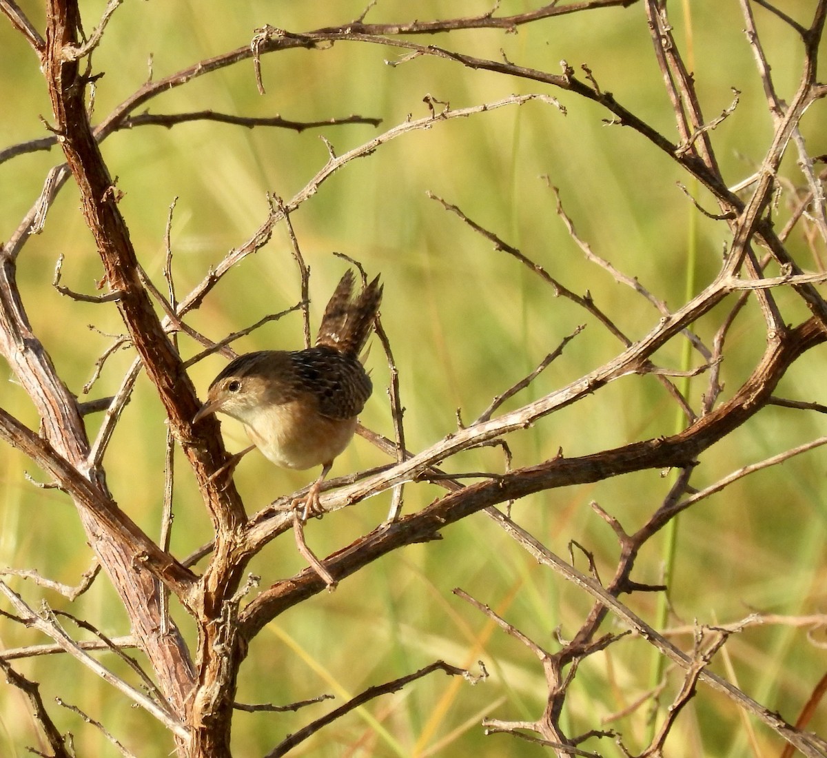 Sedge Wren - ML645077454