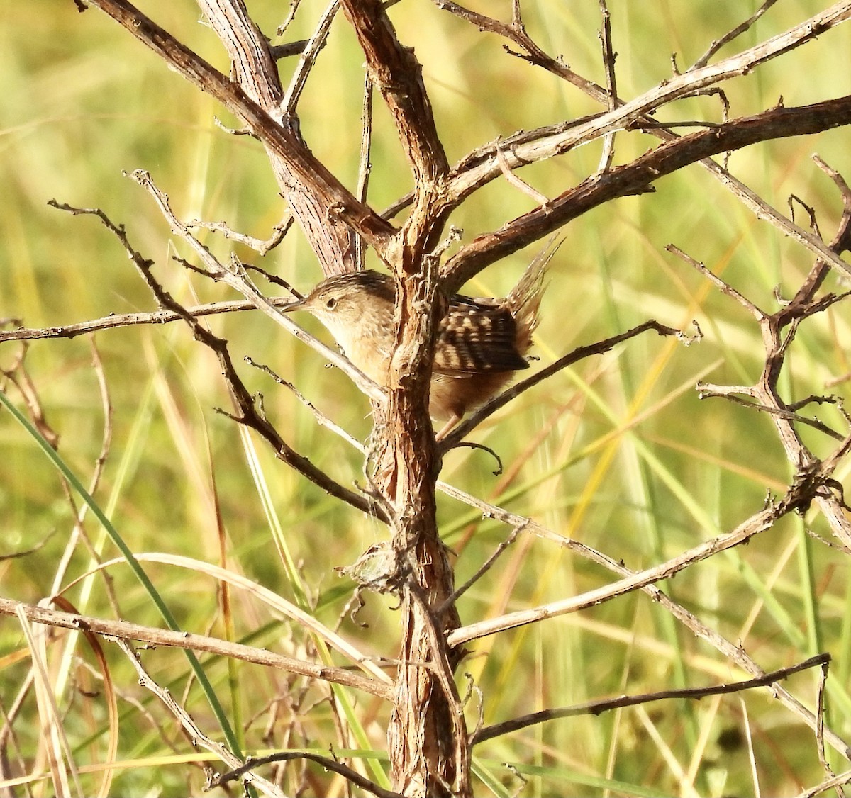 Sedge Wren - ML645077455