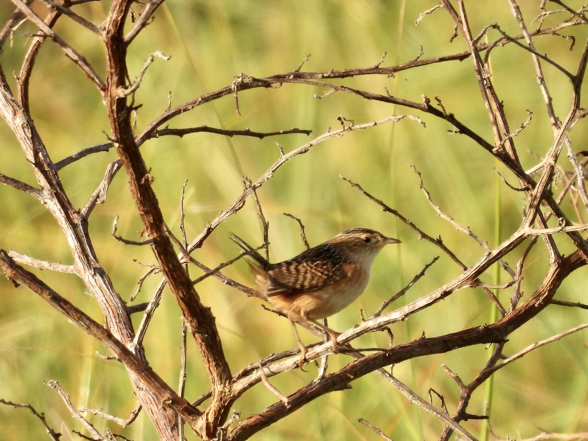 Sedge Wren - ML645077456