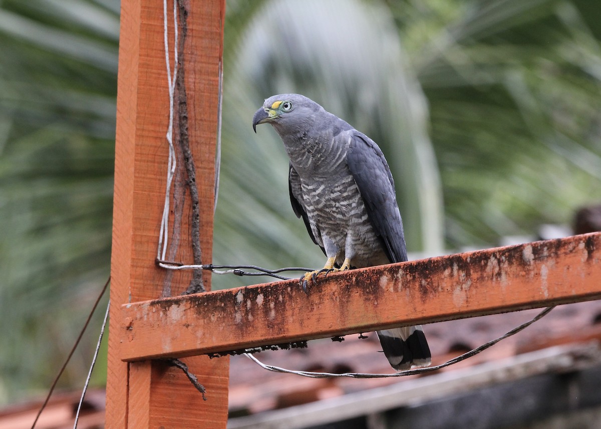 hákozobec neotropický - ML645077459