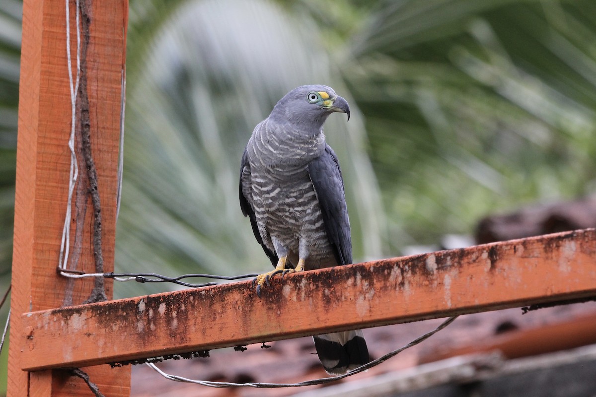 hákozobec neotropický - ML645077461