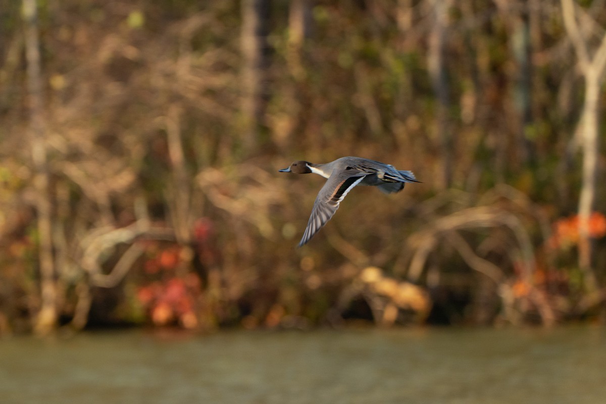 Northern Pintail - ML645077462