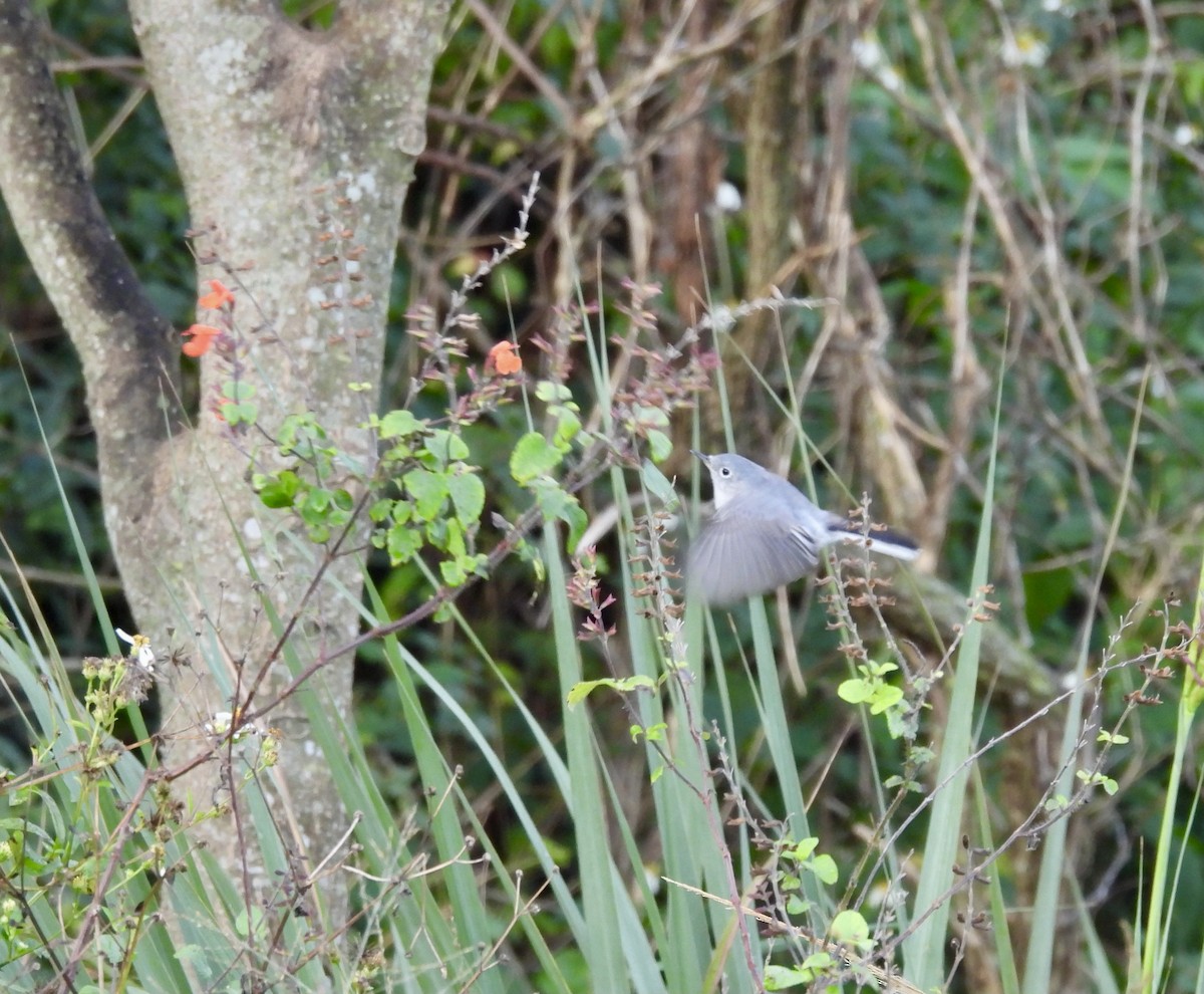 Комароловка сиза - ML645077463