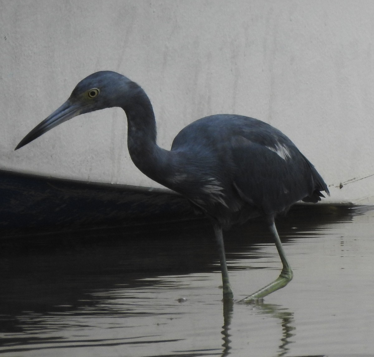 Little Blue Heron - ML645077473
