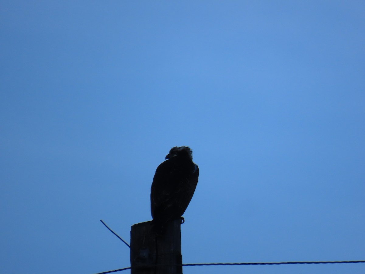 Osprey - ML645077478