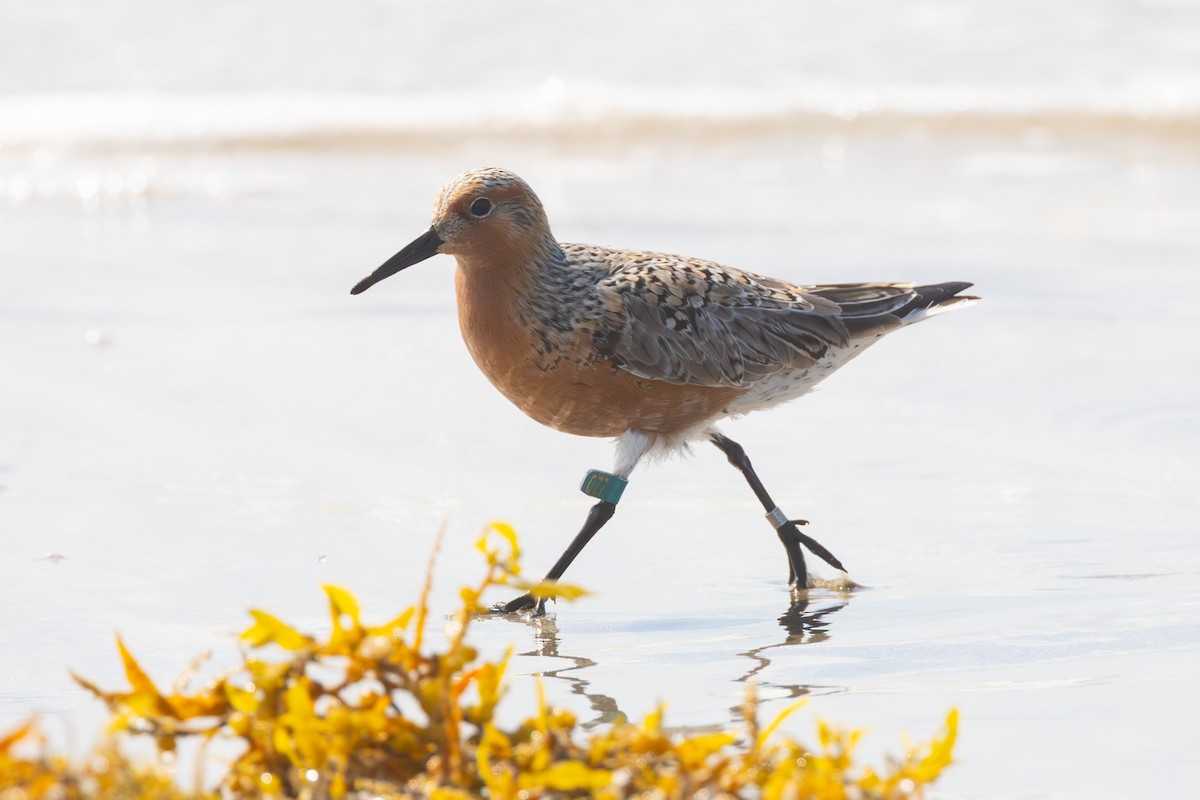 Red Knot - ML645077486