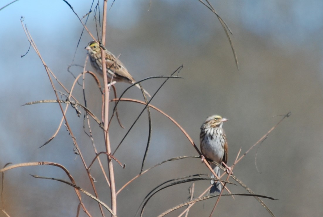 Savannah Sparrow - ML645077494
